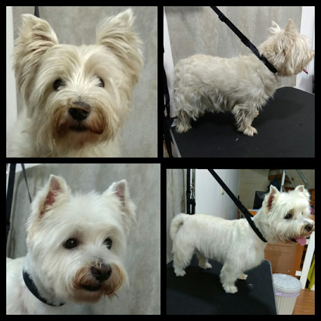 Peluquería Canina Foto 100