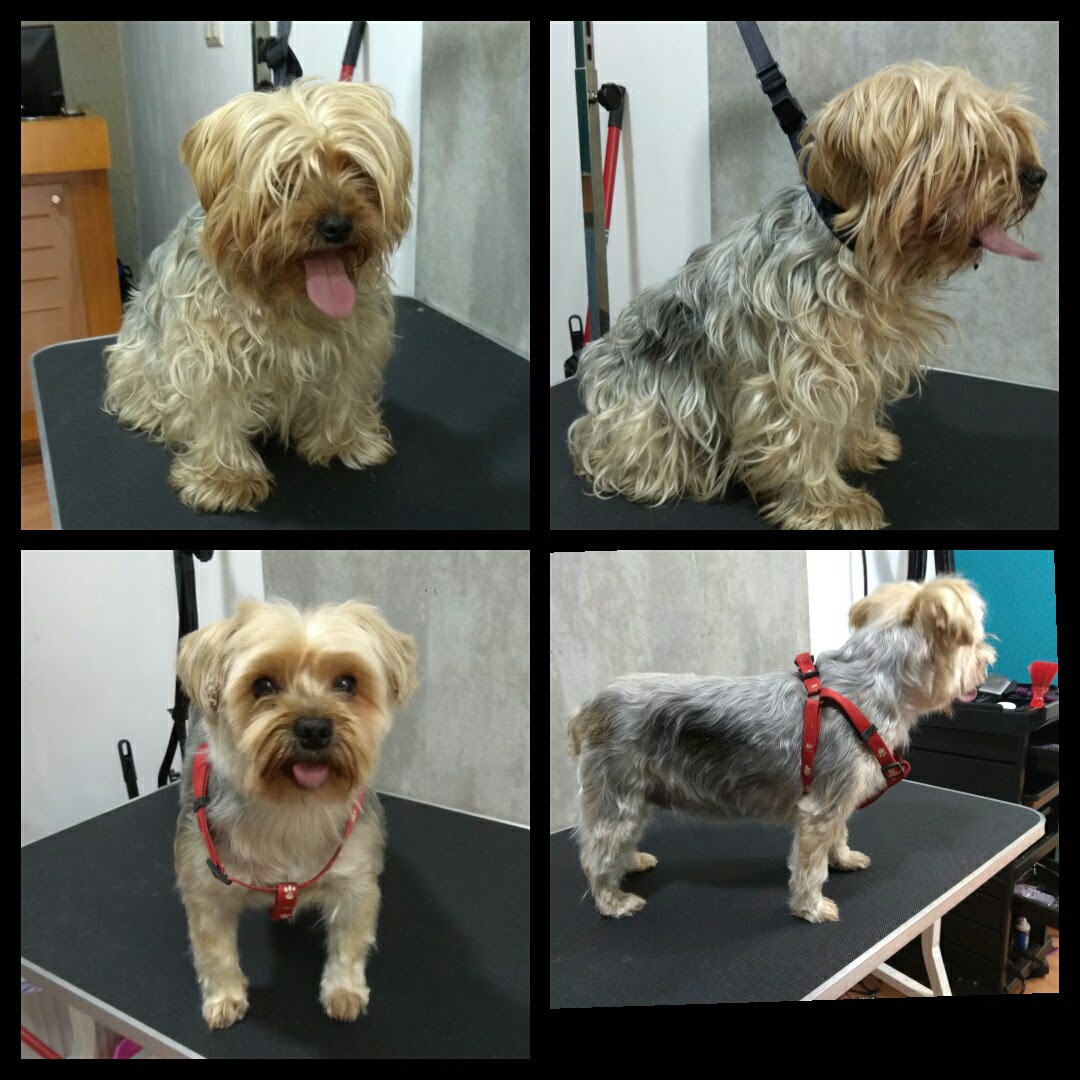 Peluquería Canina Foto 101