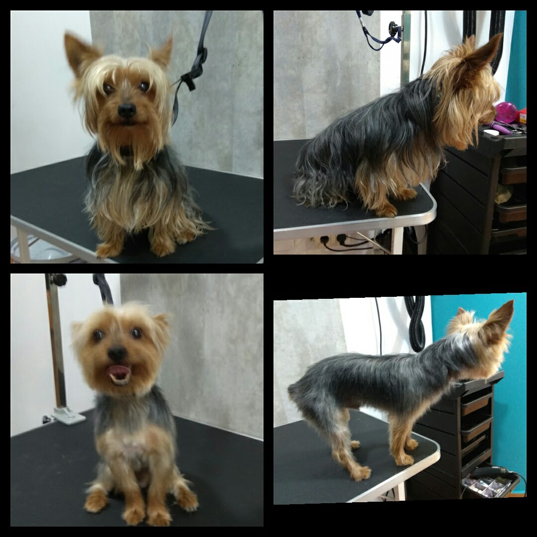 Peluquería Canina Foto 102