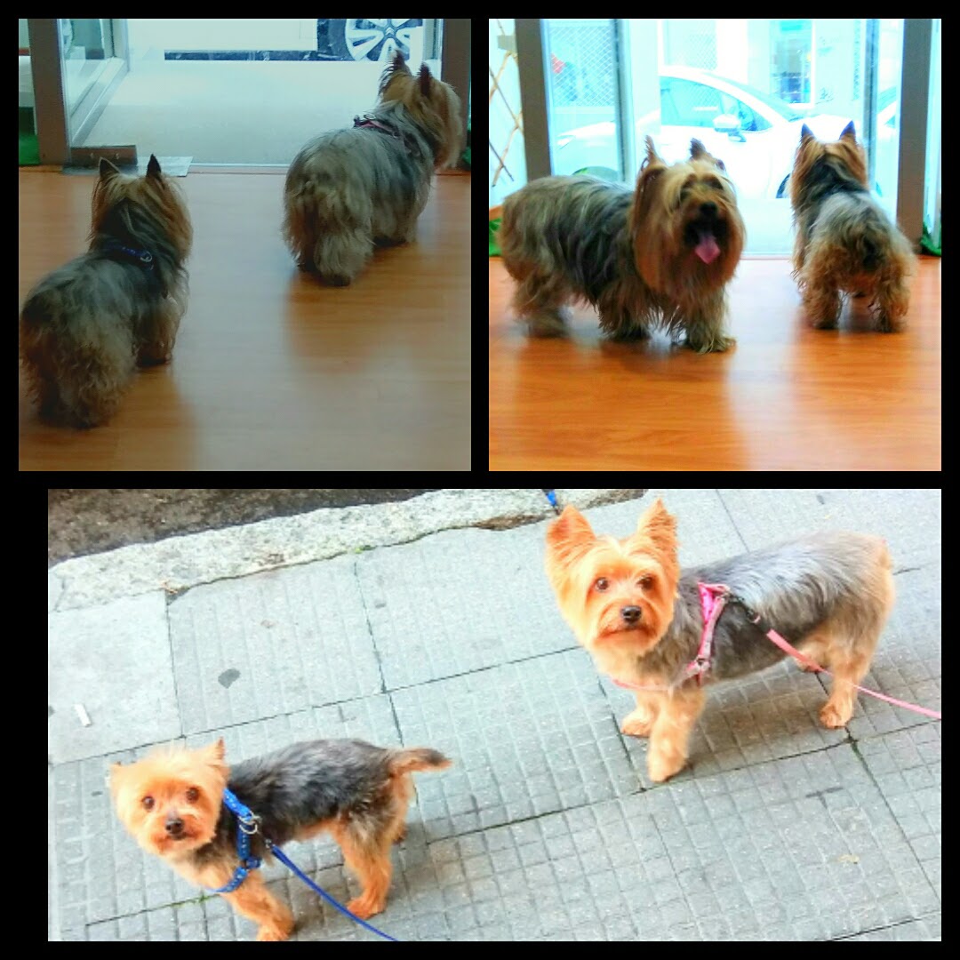 Peluquería Canina Foto 103