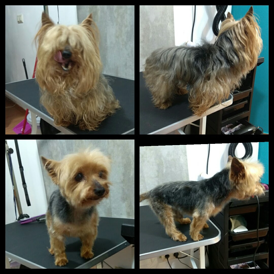 Peluquería Canina Foto 104