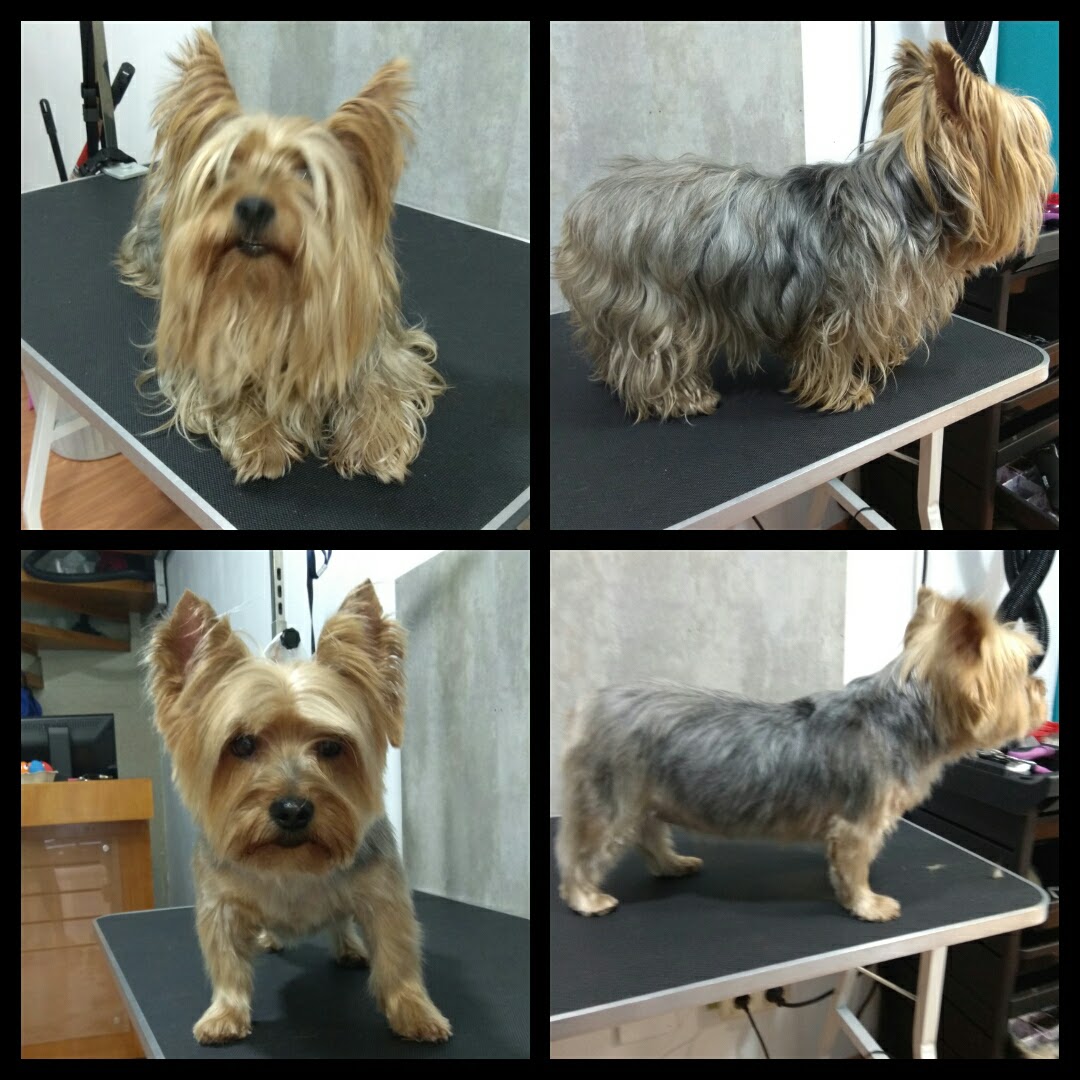Peluquería Canina Foto 105