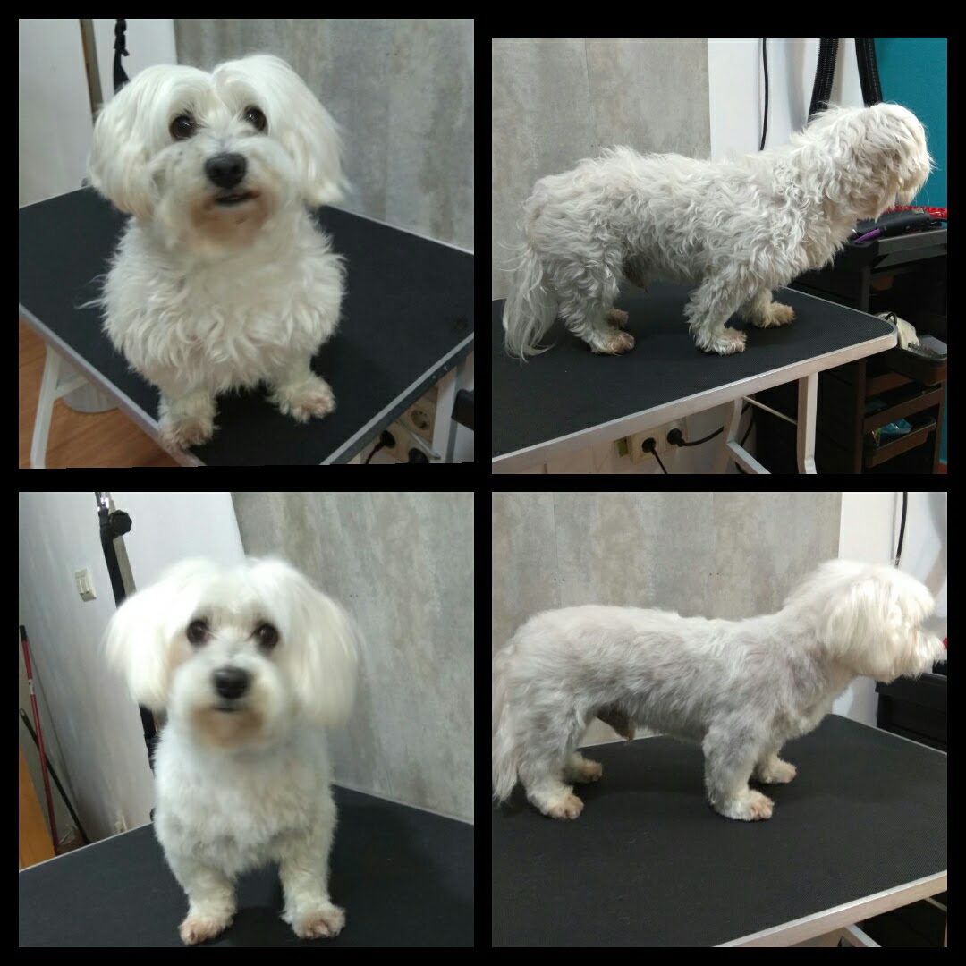 Peluquería Canina Foto 106