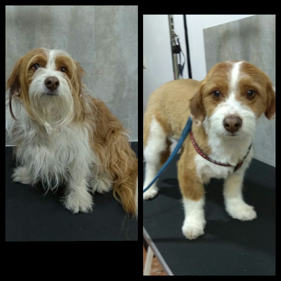 Peluquería Canina Foto 109