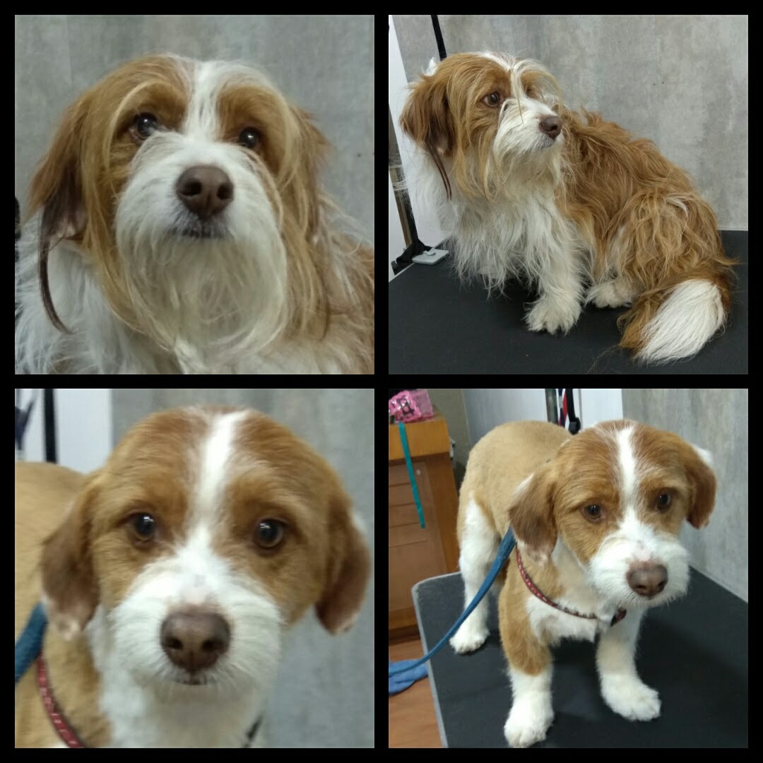 Peluquería Canina Foto 110