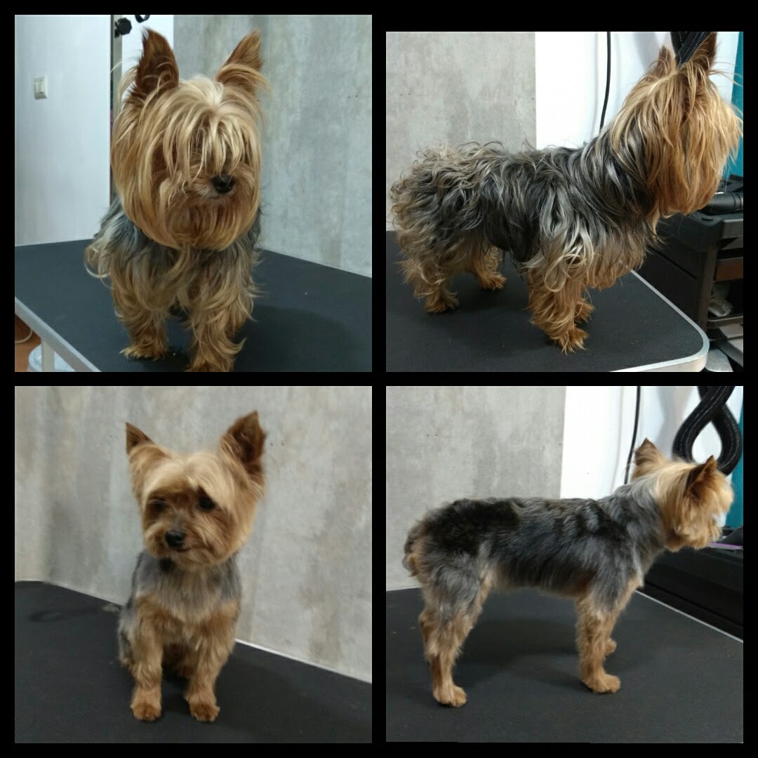 Peluquería Canina Foto 111