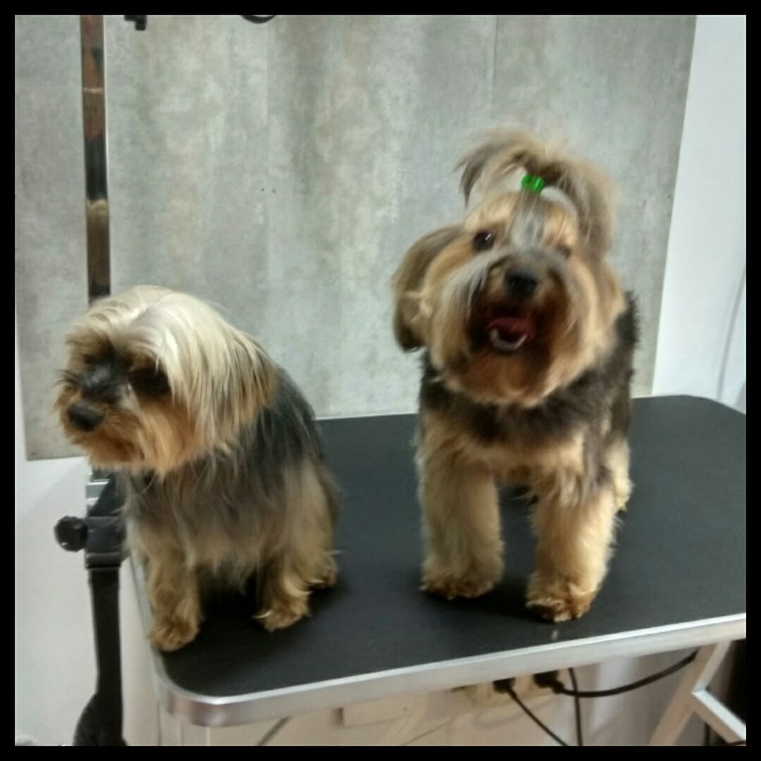 Peluquería Canina Foto 112