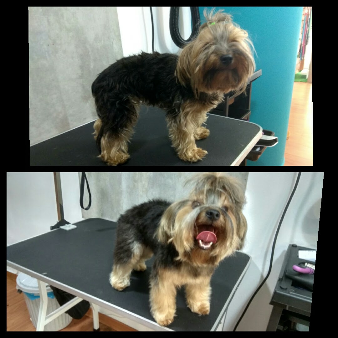 Peluquería Canina Foto 113
