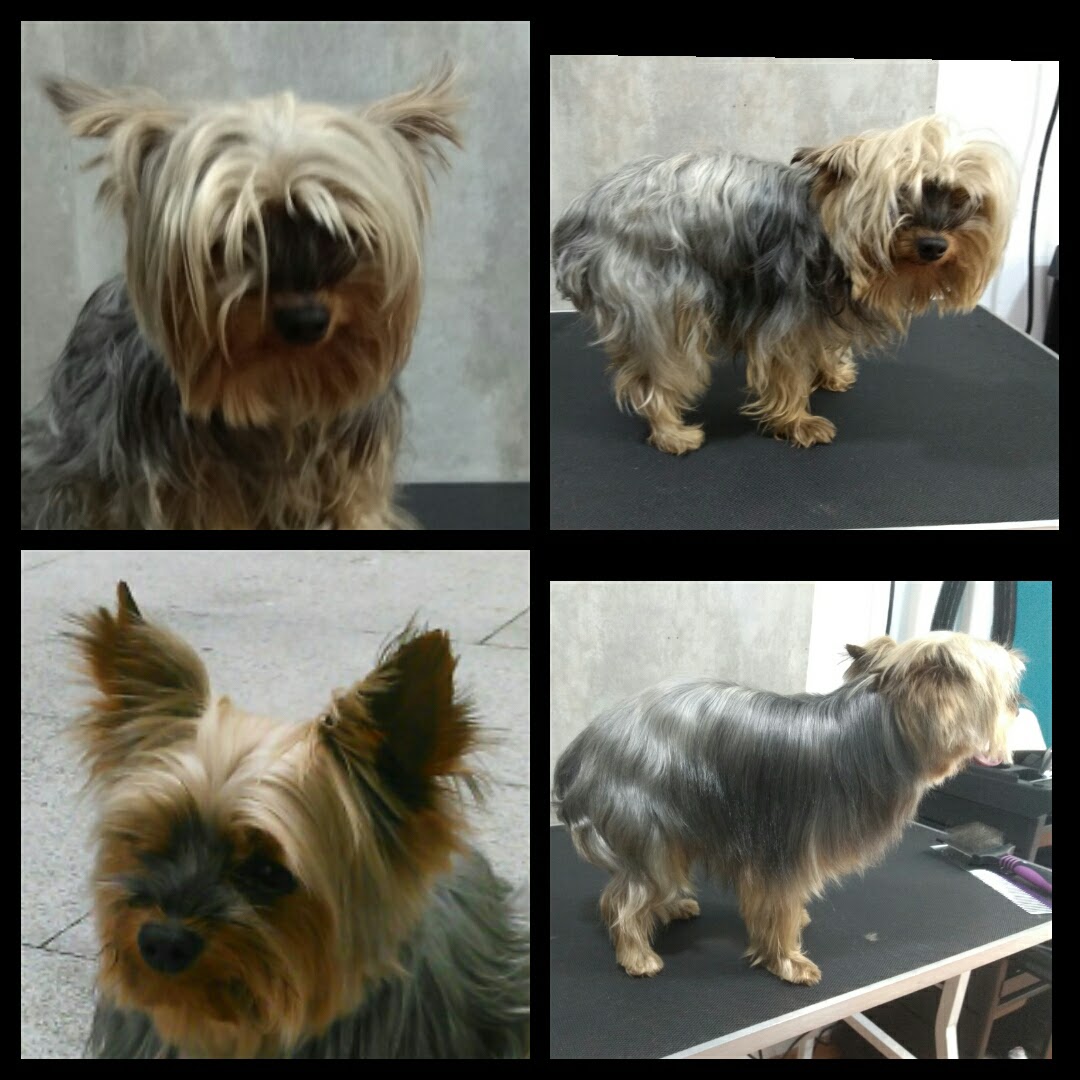 Peluquería Canina Foto 114