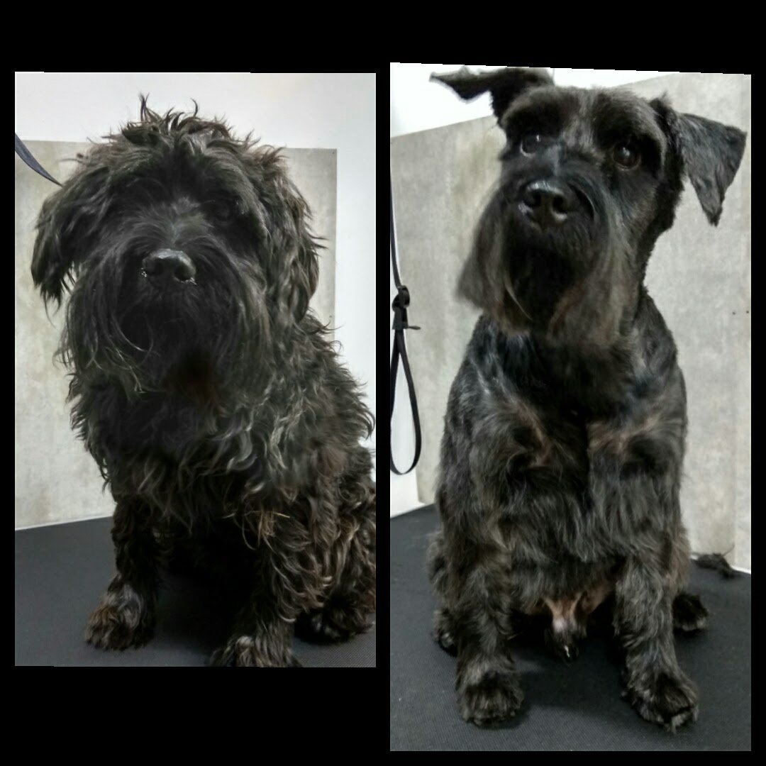 Peluquería Canina Foto 115