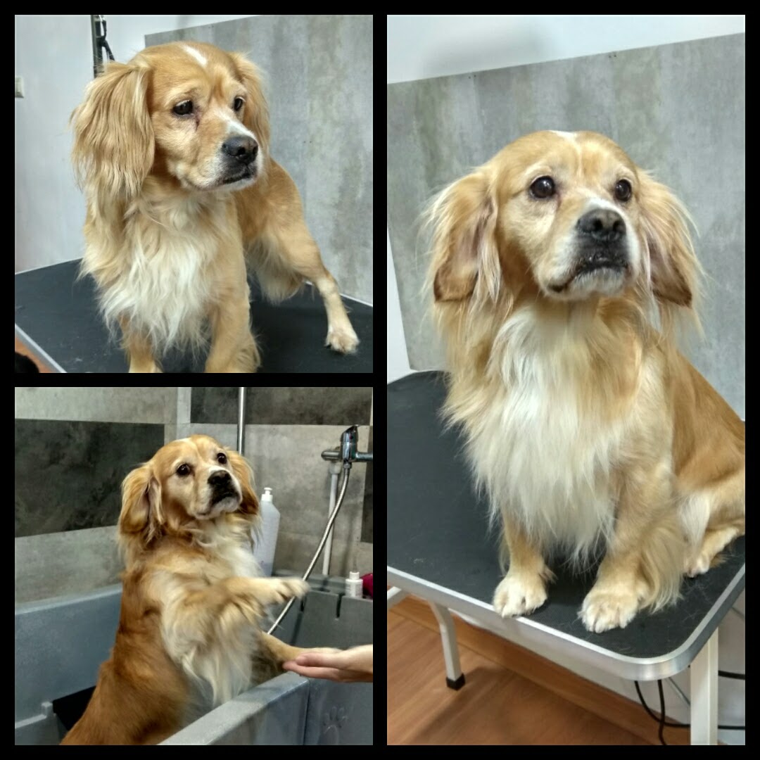 Peluquería Canina Foto 116