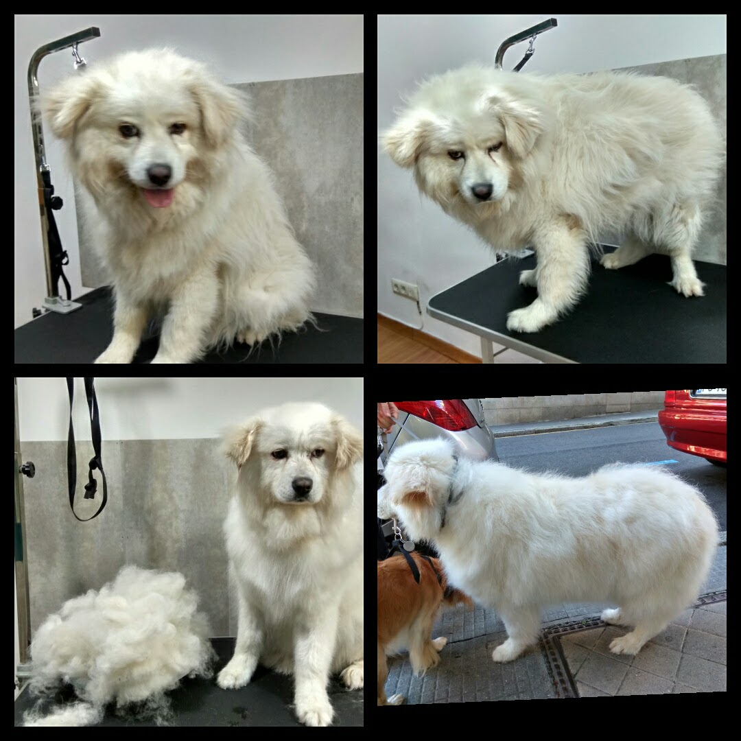 Peluquería Canina Foto 117