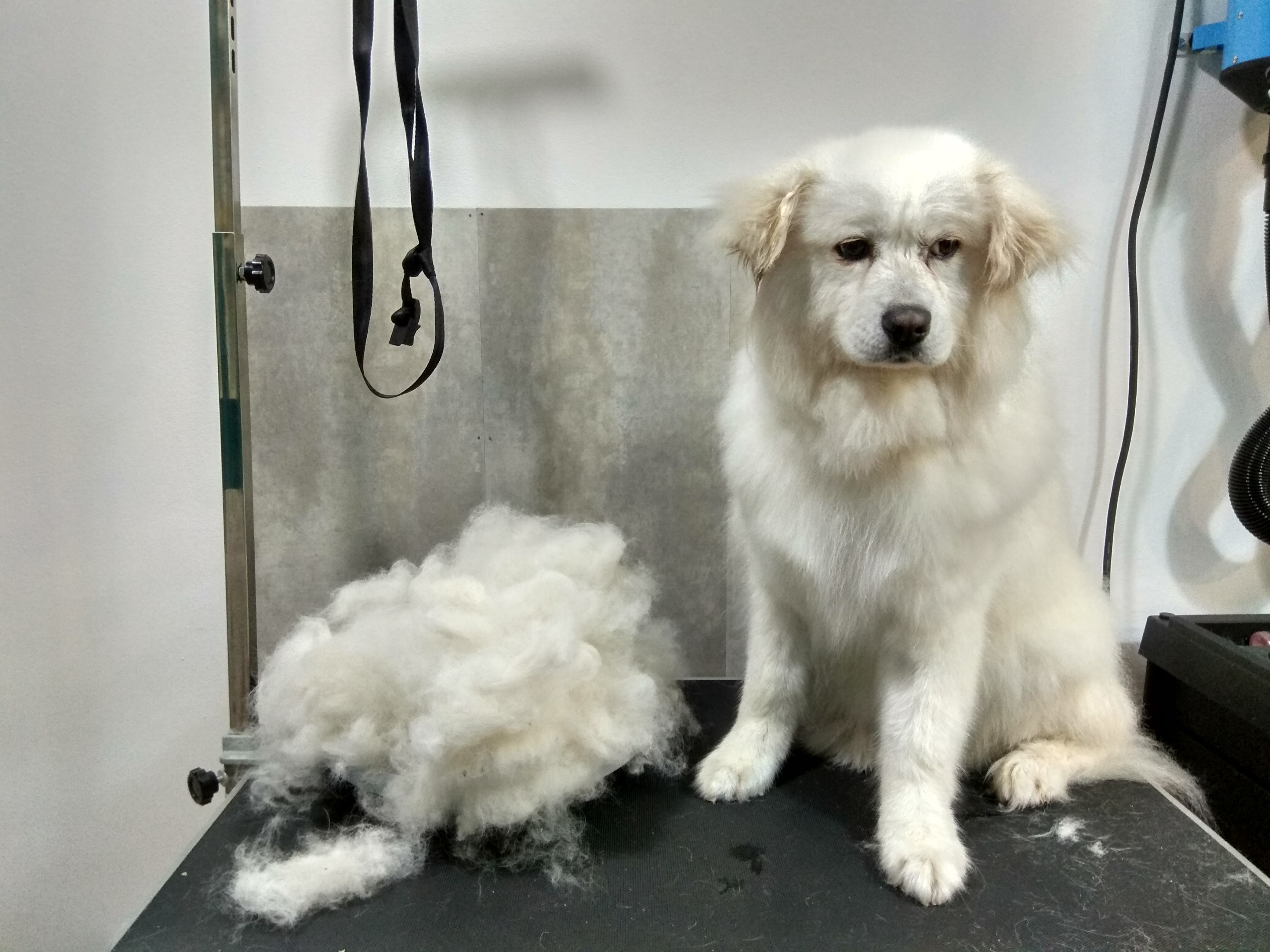 Peluquería Canina Foto 118