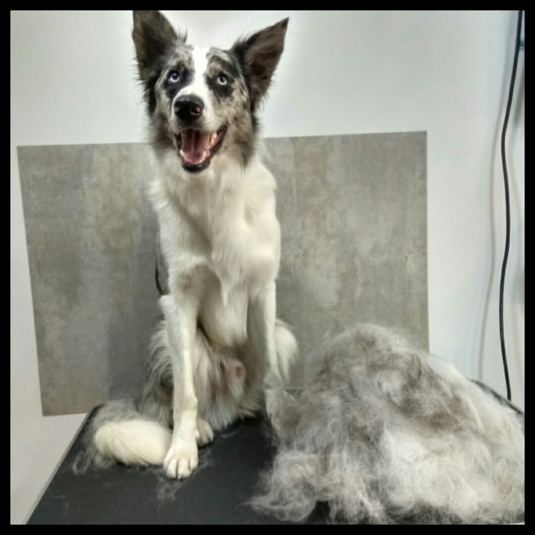 Peluquería Canina Foto 120