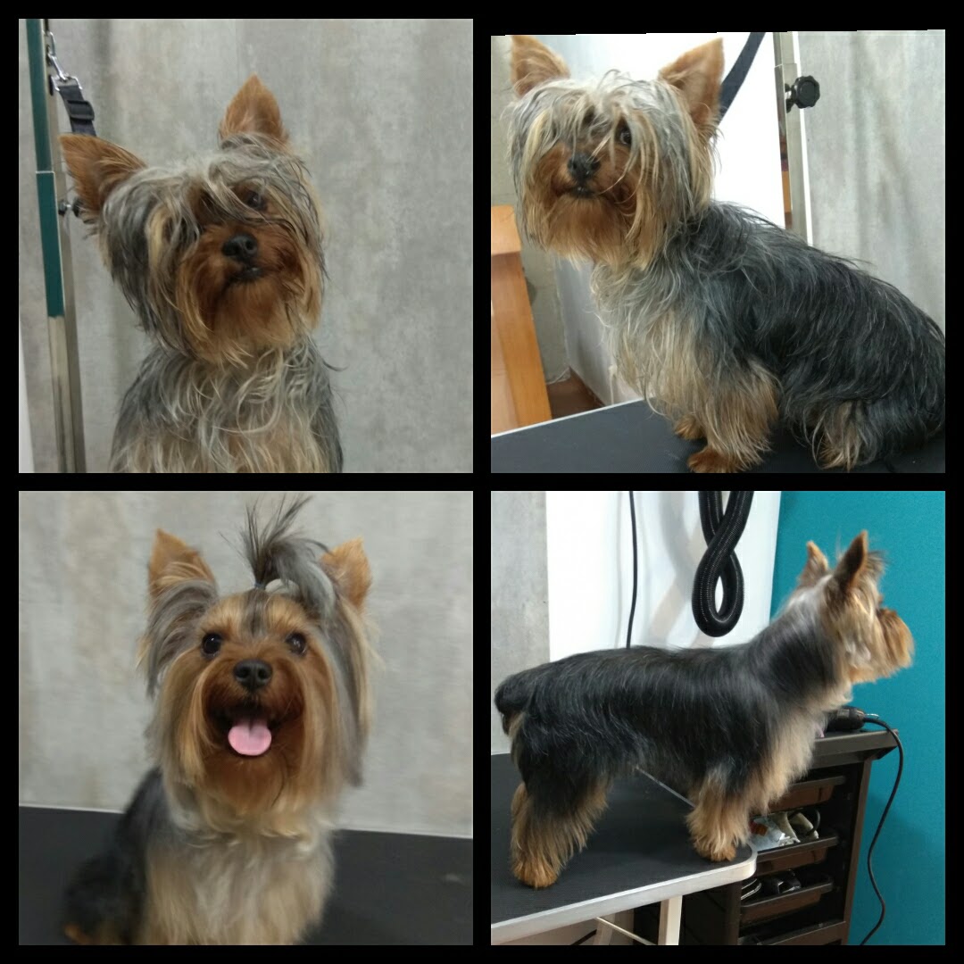 Peluquería Canina Foto 121
