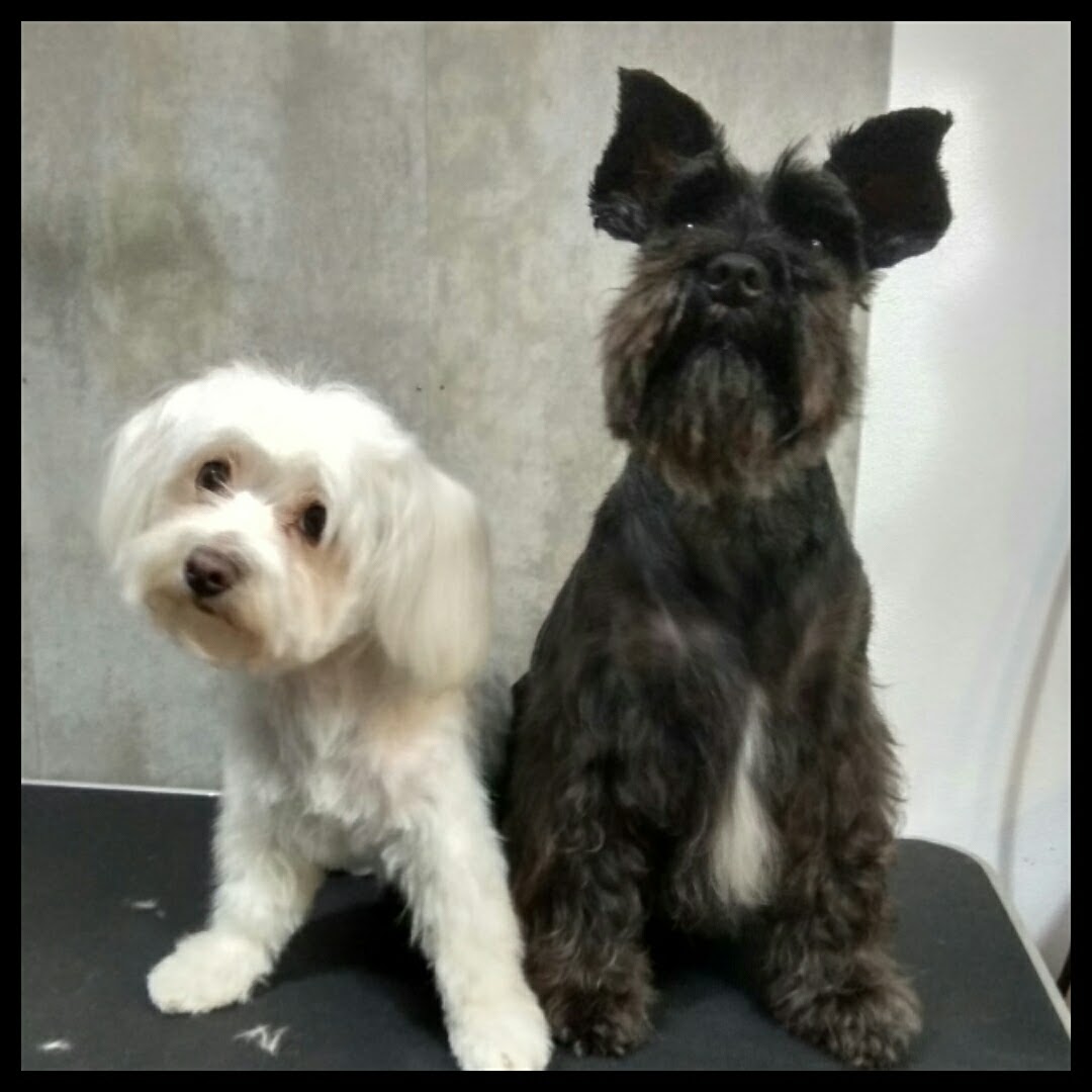 Peluquería Canina Foto 122