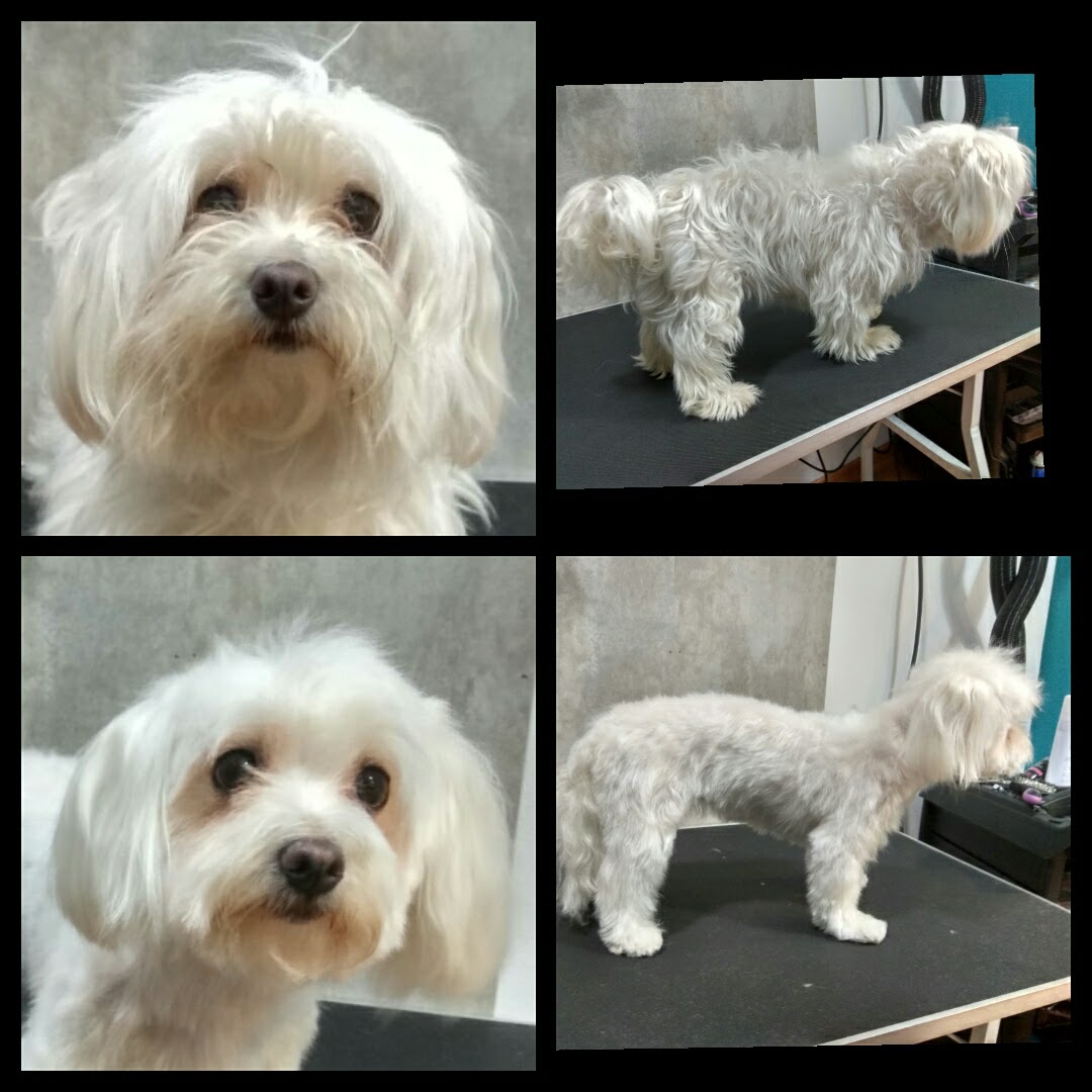 Peluquería Canina Foto 123