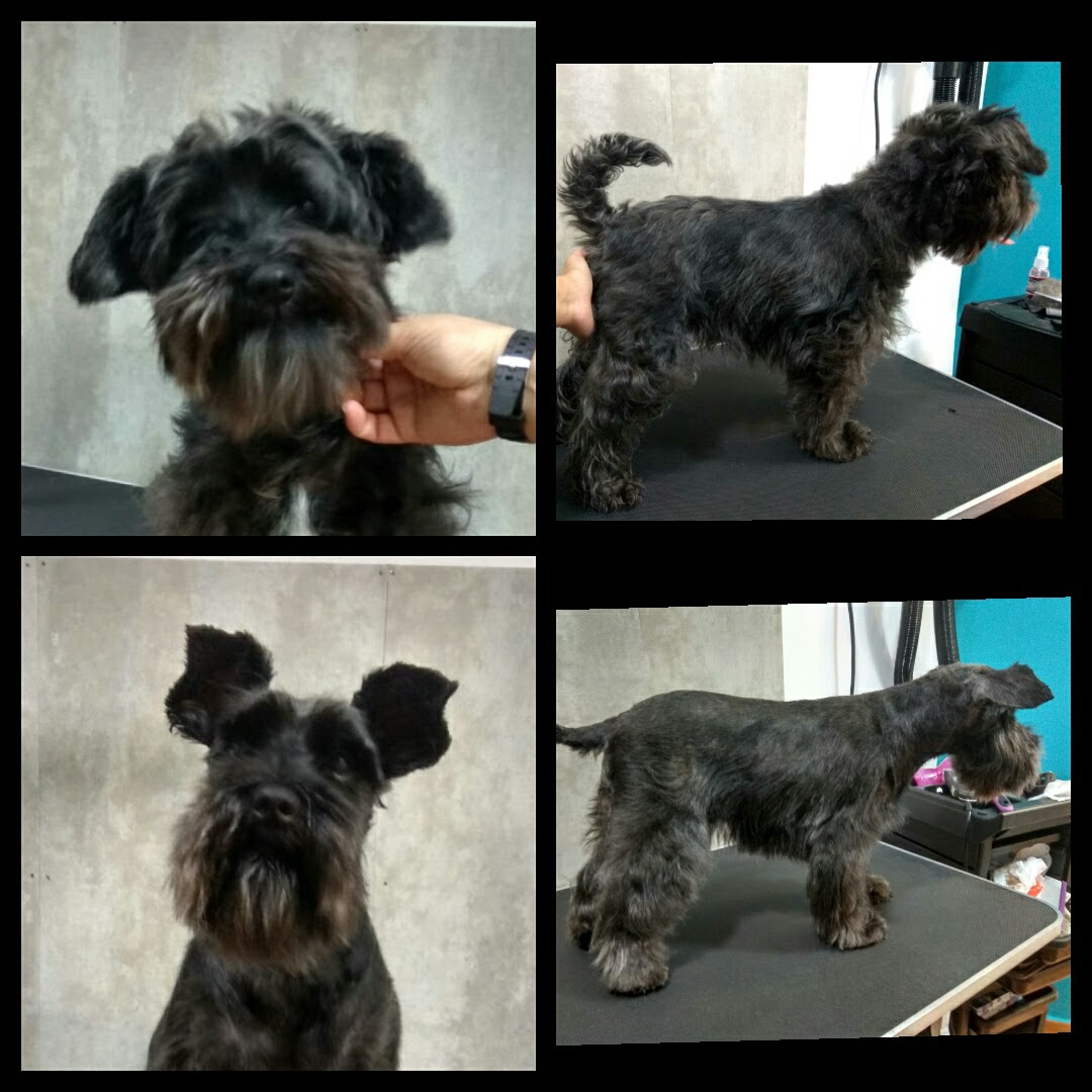 Peluquería Canina Foto 124