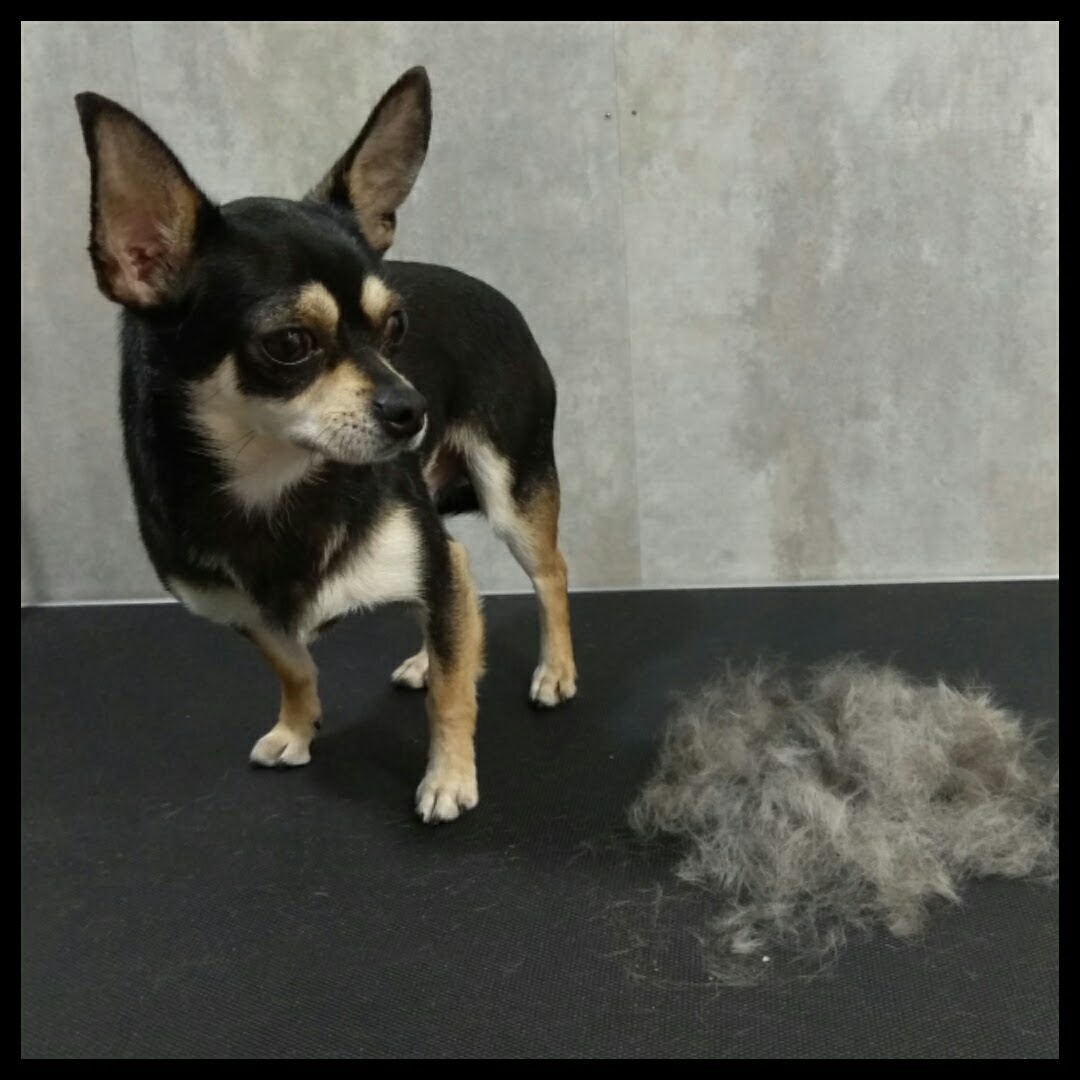 Peluquería Canina Foto 125