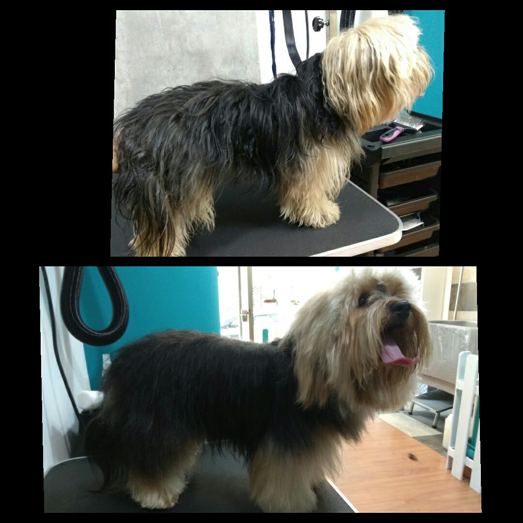 Peluquería Canina Foto 126