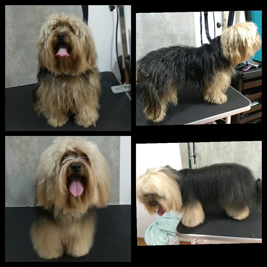 Peluquería Canina Foto 127
