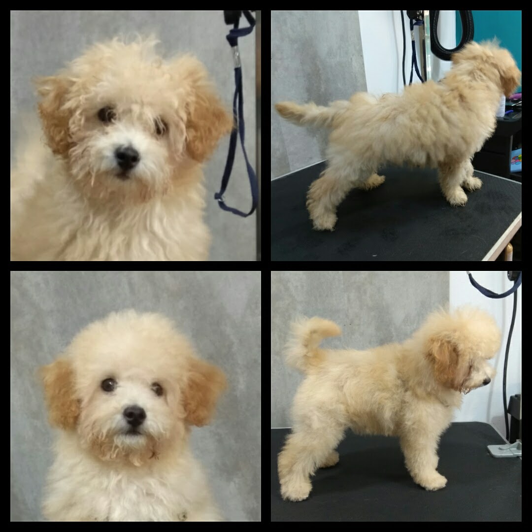 Peluquería Canina Foto 128