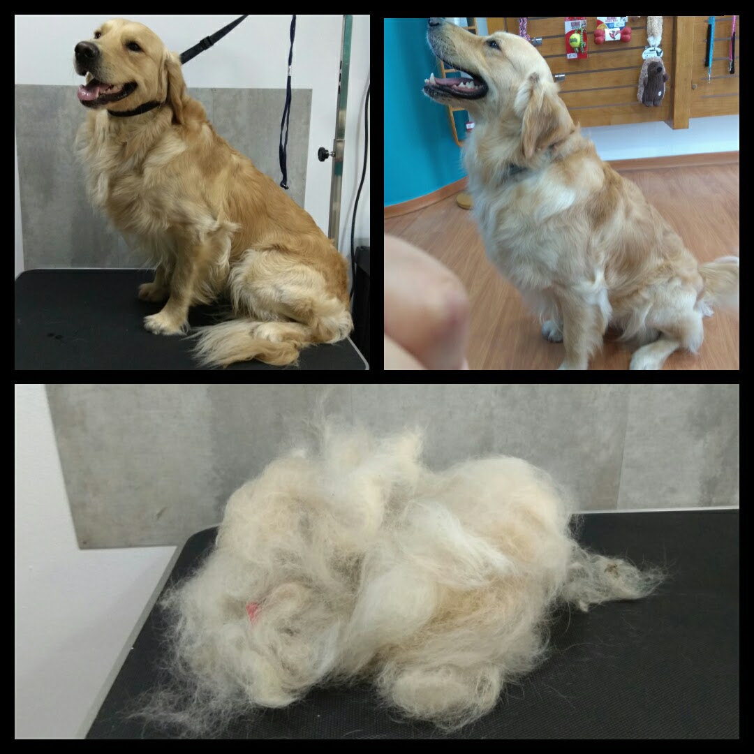 Peluquería Canina Foto 129