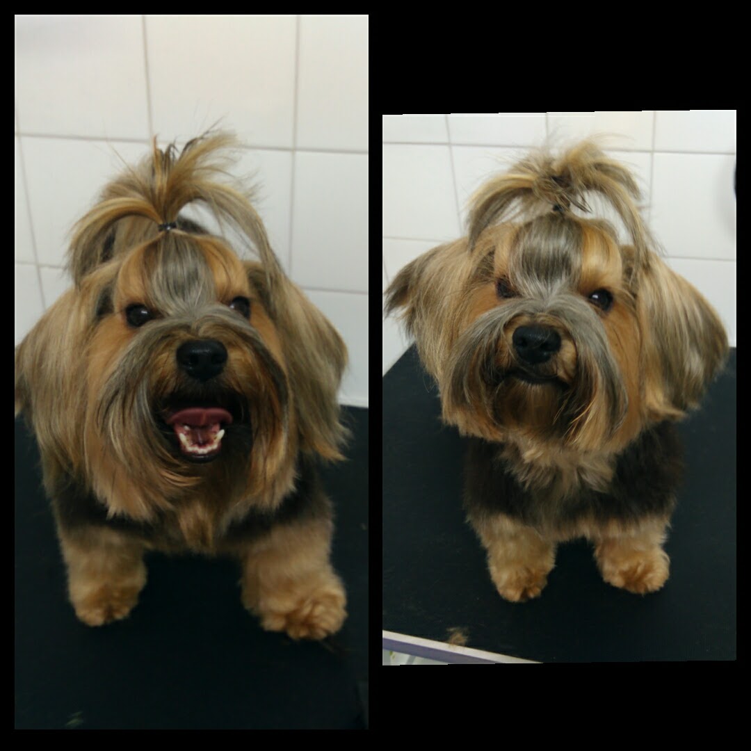 Peluquería Canina Foto 130