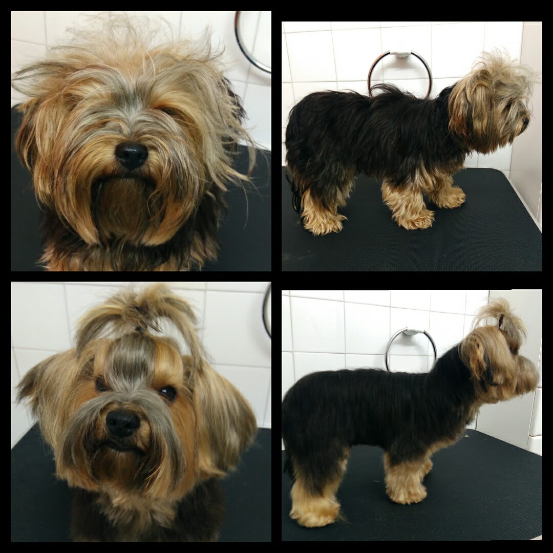 Peluquería Canina Foto 131