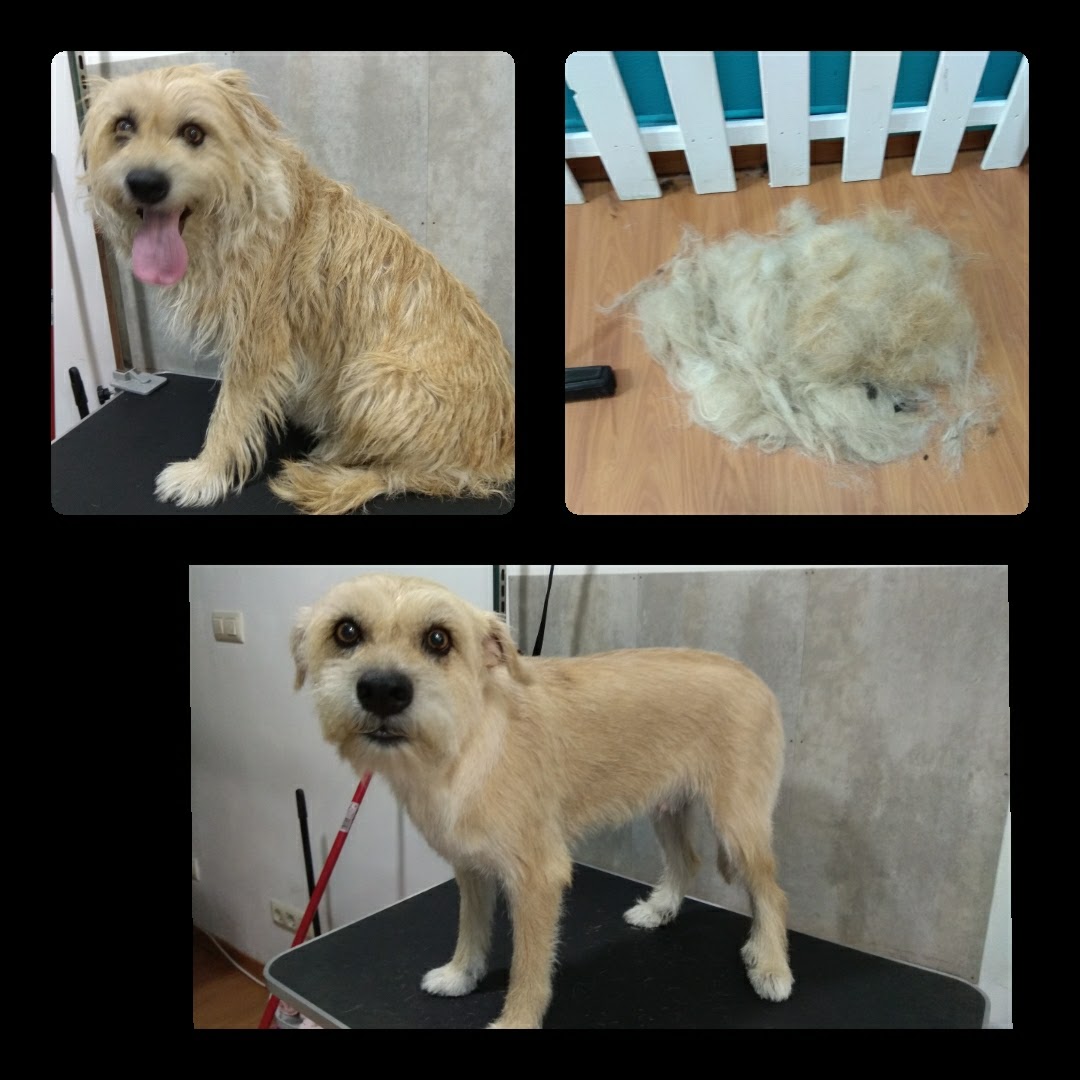Peluquería Canina Foto 16