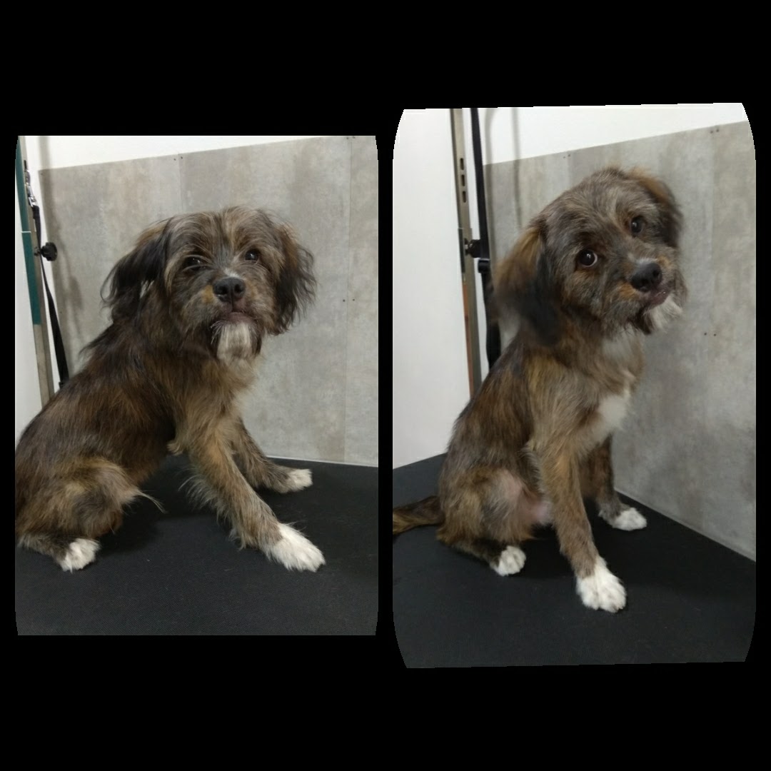 Peluquería Canina Foto 17
