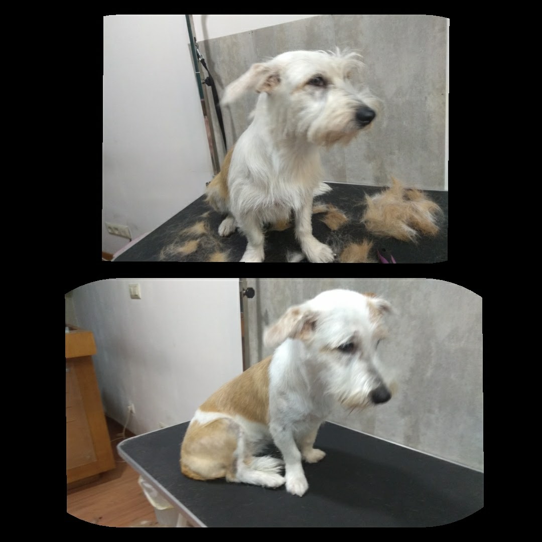 Peluquería Canina Foto 18