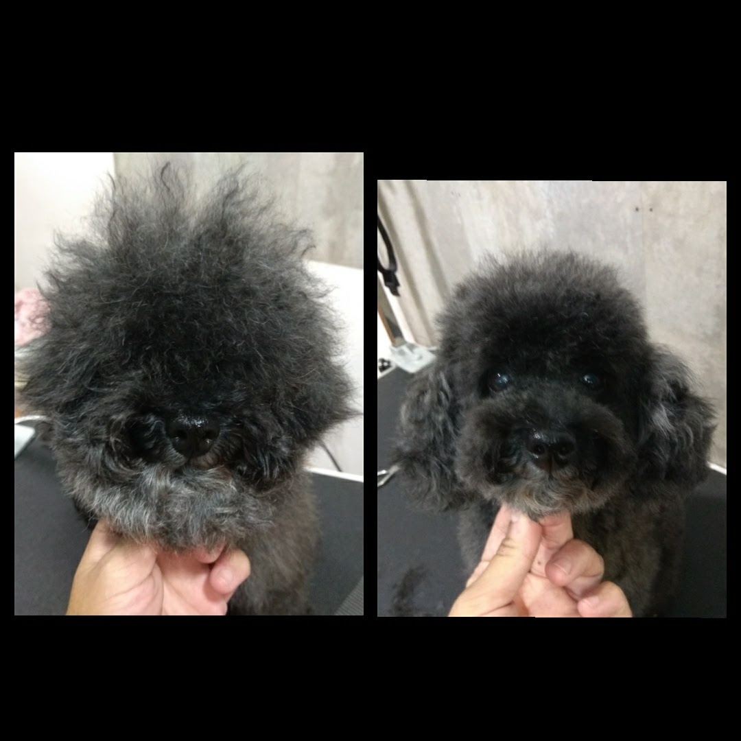 Peluquería Canina Foto 19