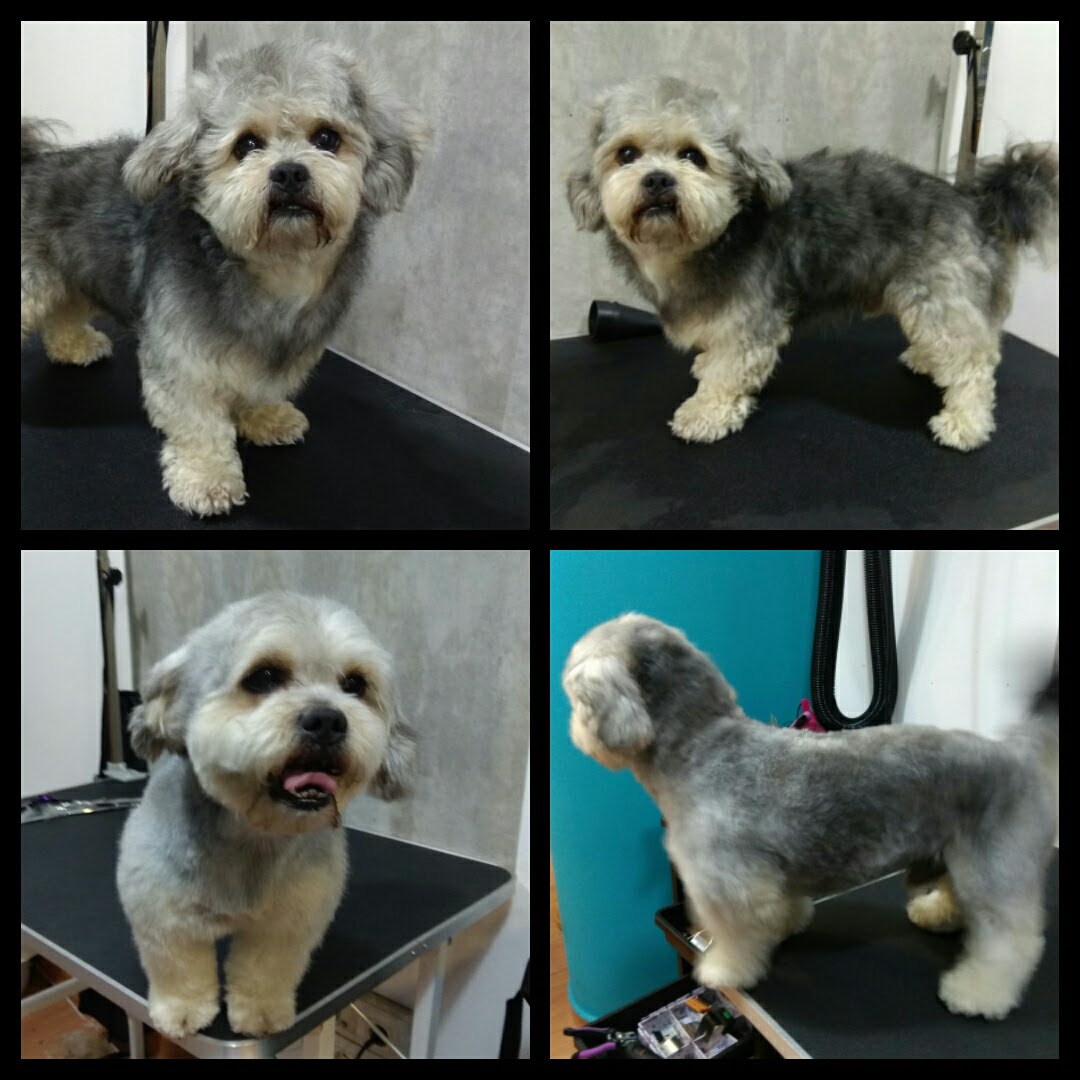 Peluquería Canina Foto 20