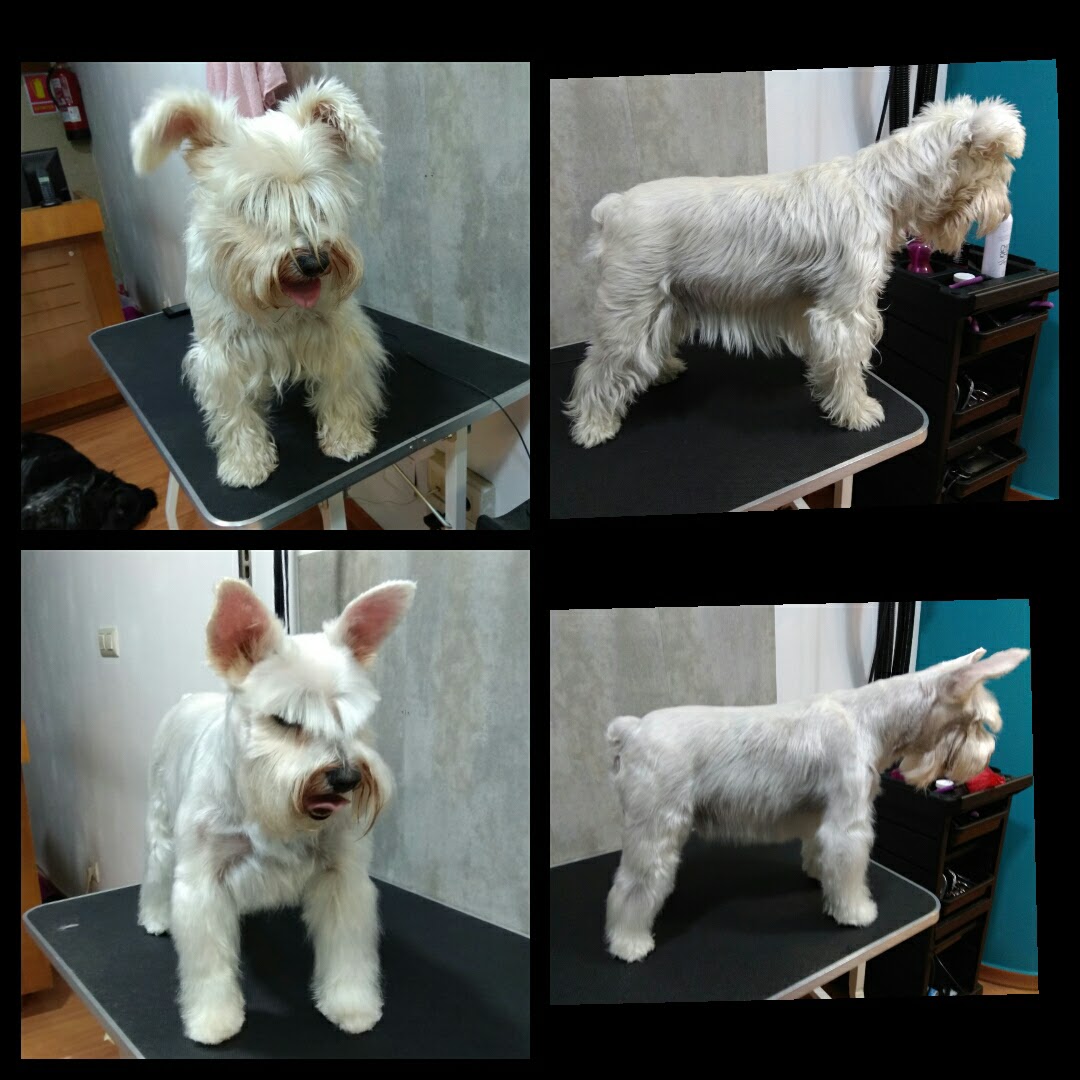 Peluquería Canina Foto 21