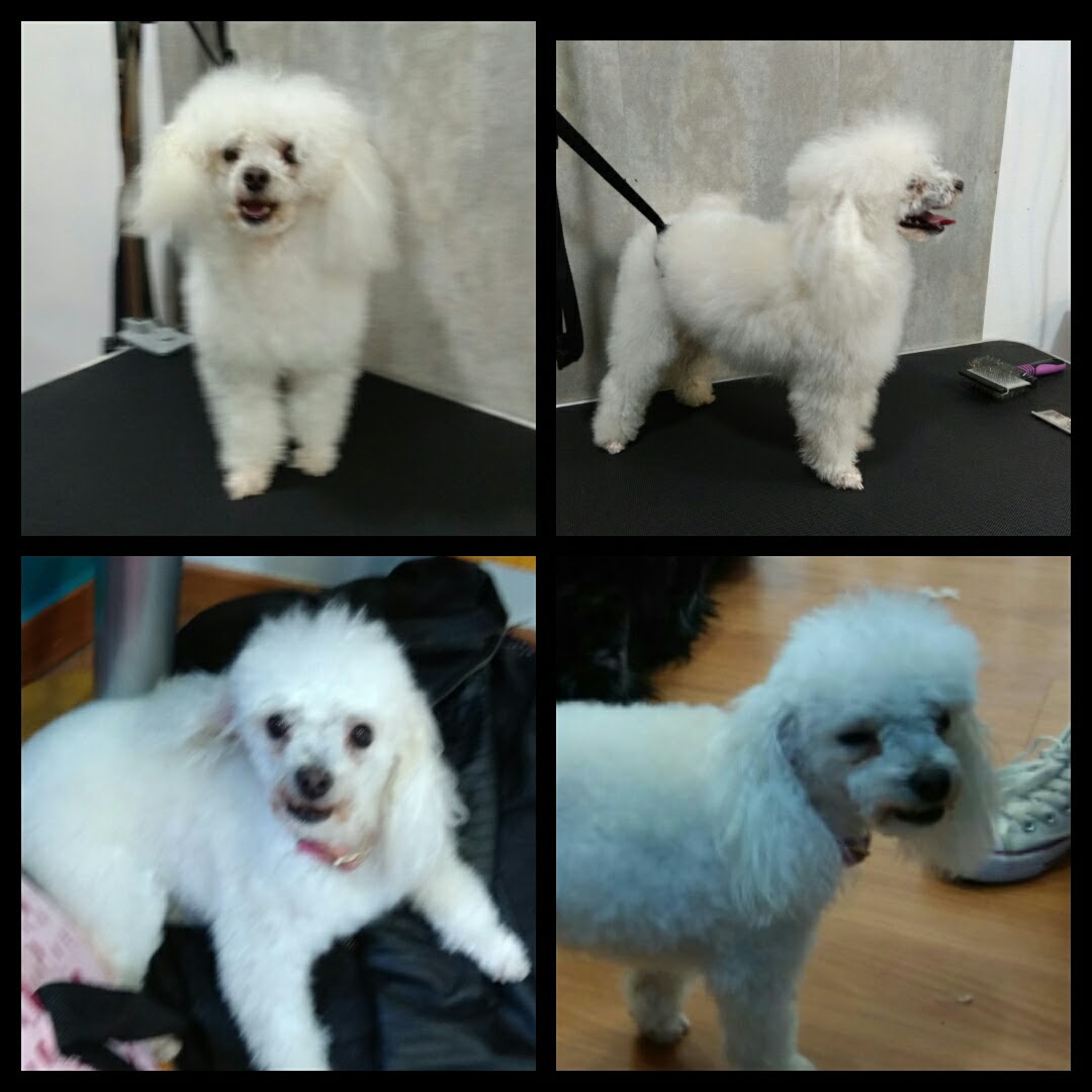 Peluquería Canina Foto 22