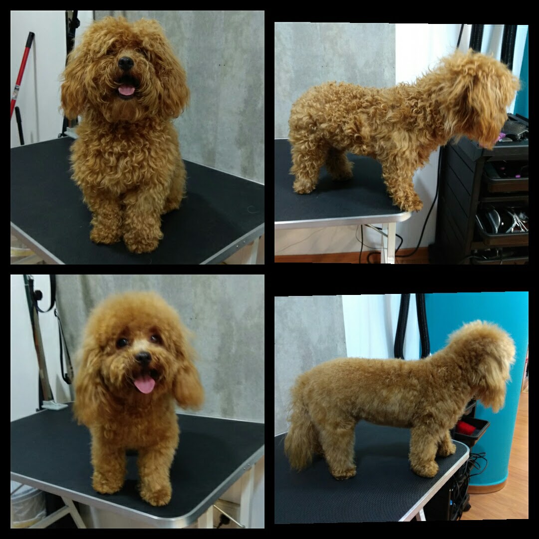 Peluquería Canina Foto 23