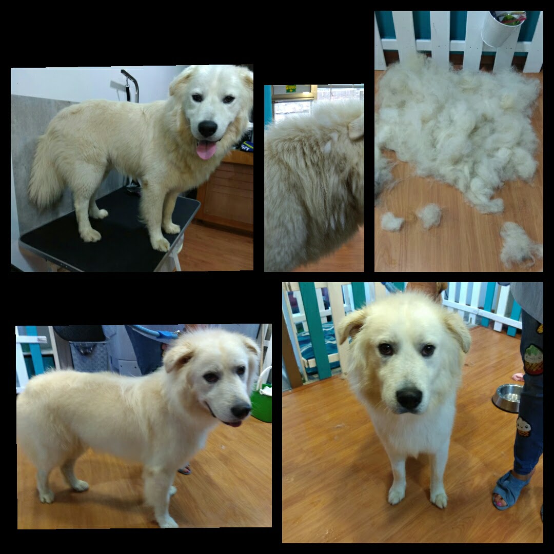 Peluquería Canina Foto 25