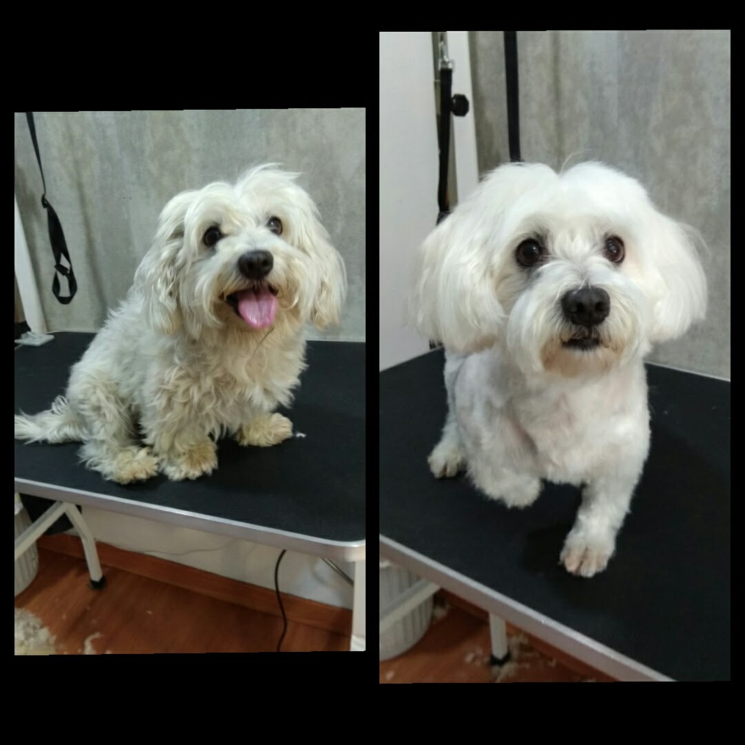 Peluquería Canina Foto 26