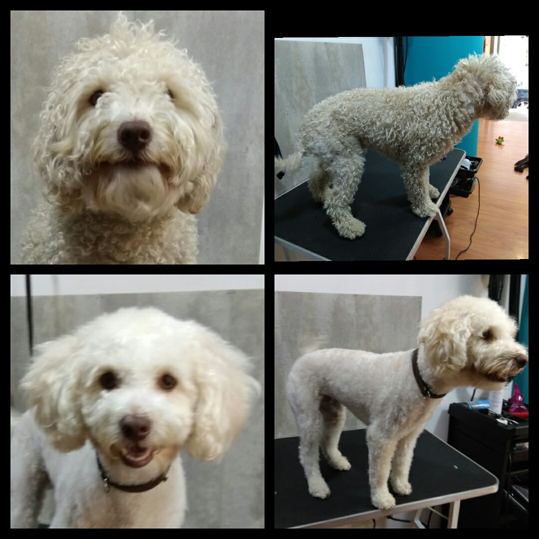 Peluquería Canina Foto 27