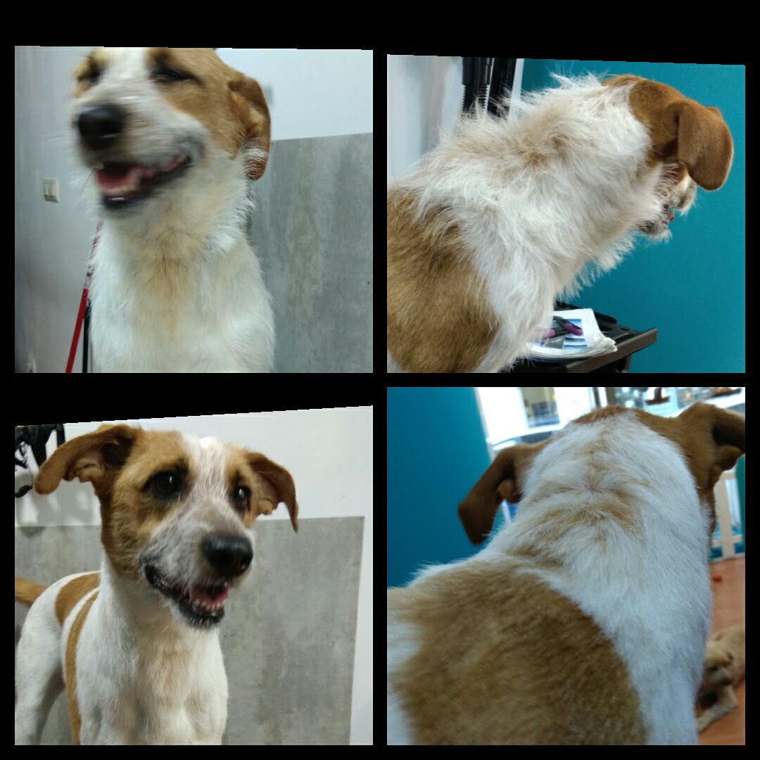 Peluquería Canina Foto 28
