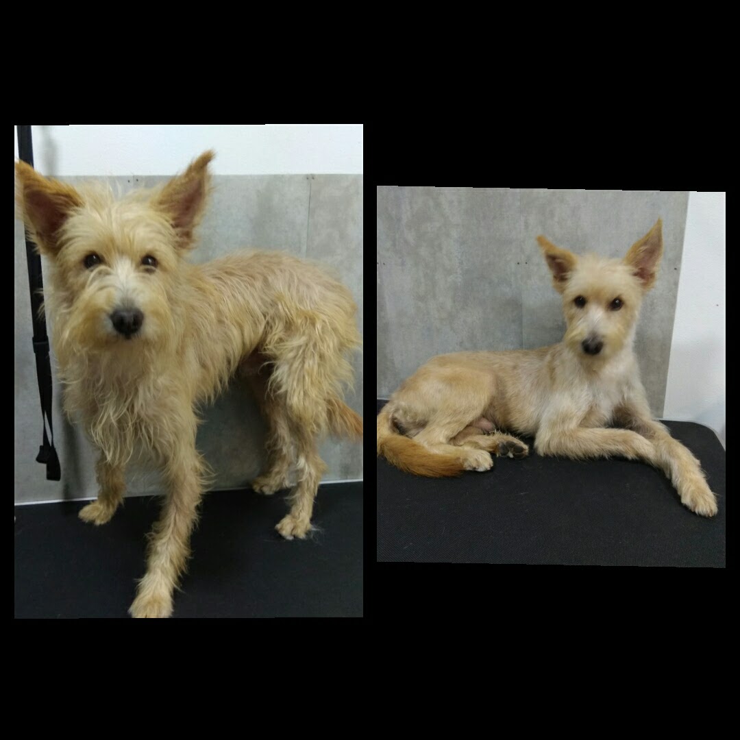 Peluquería Canina Foto 29