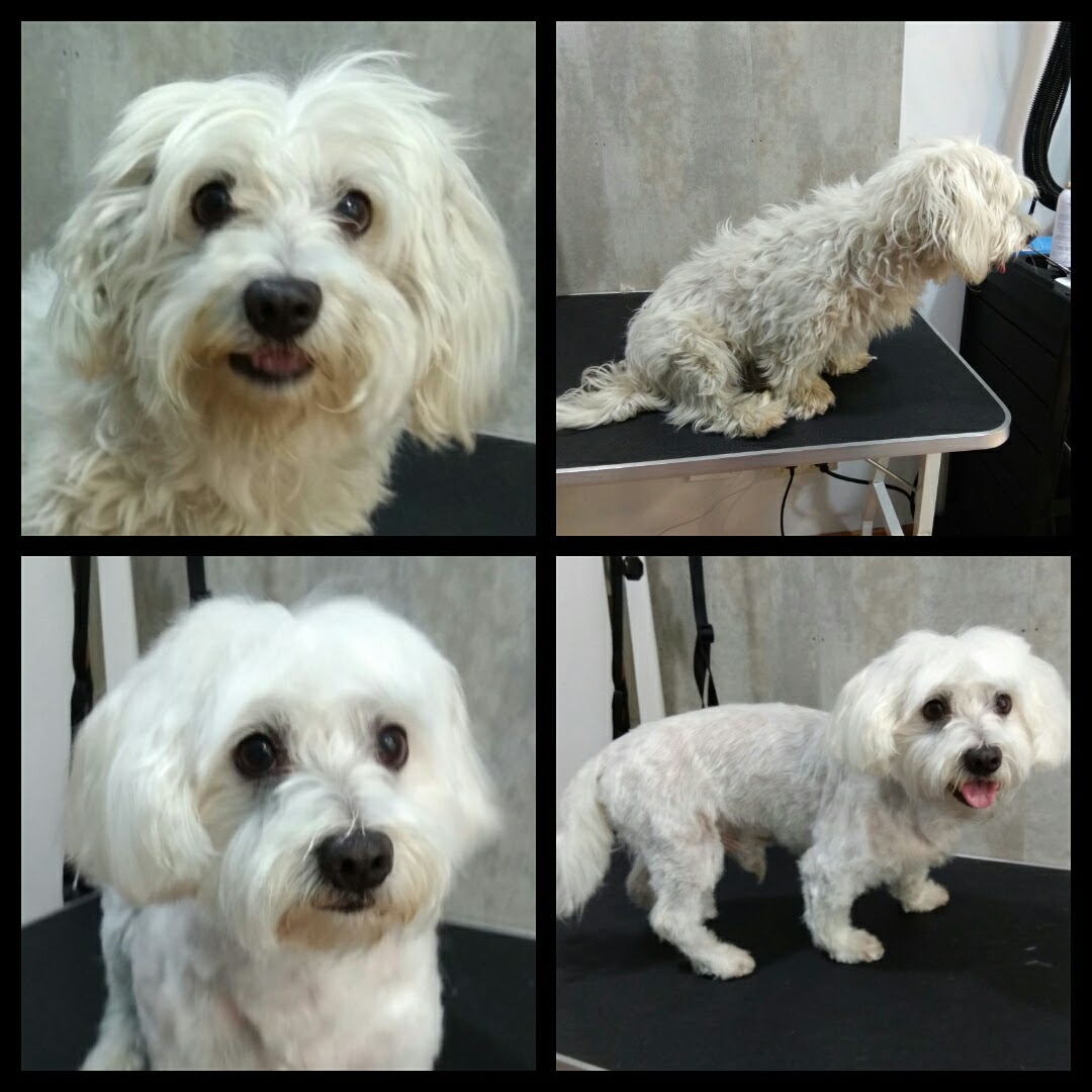 Peluquería Canina Foto 30