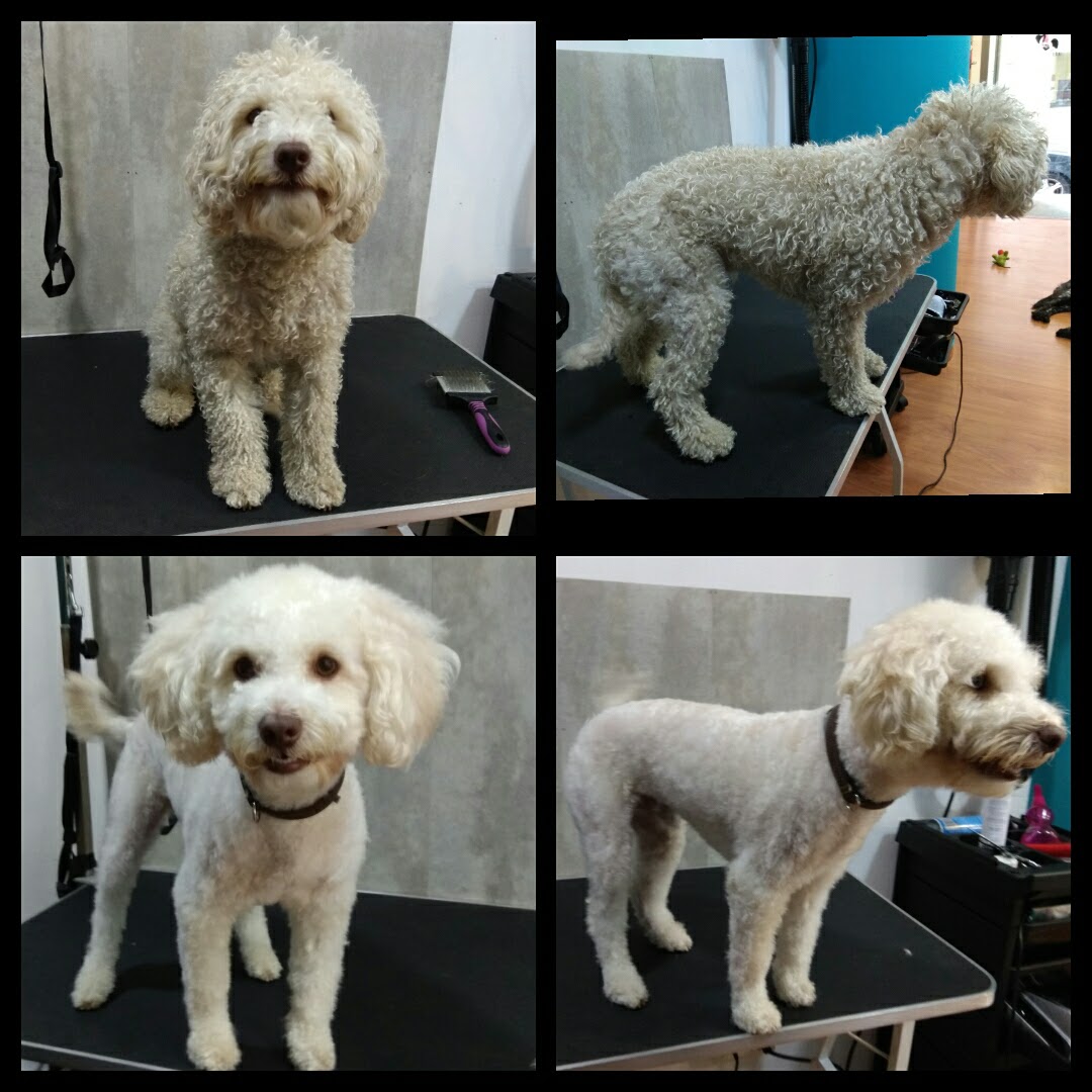 Peluquería Canina Foto 31