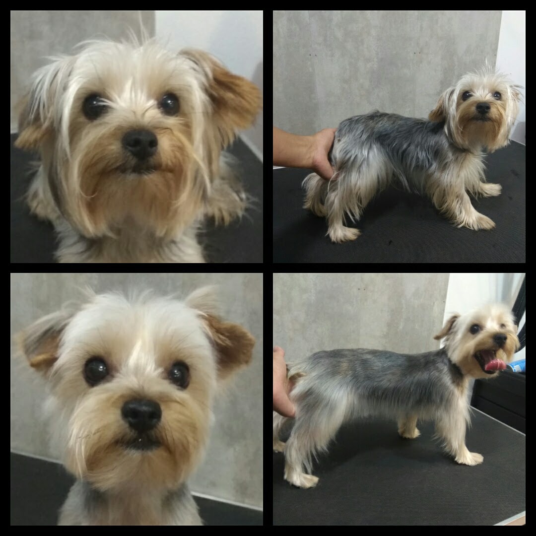 Peluquería Canina Foto 32