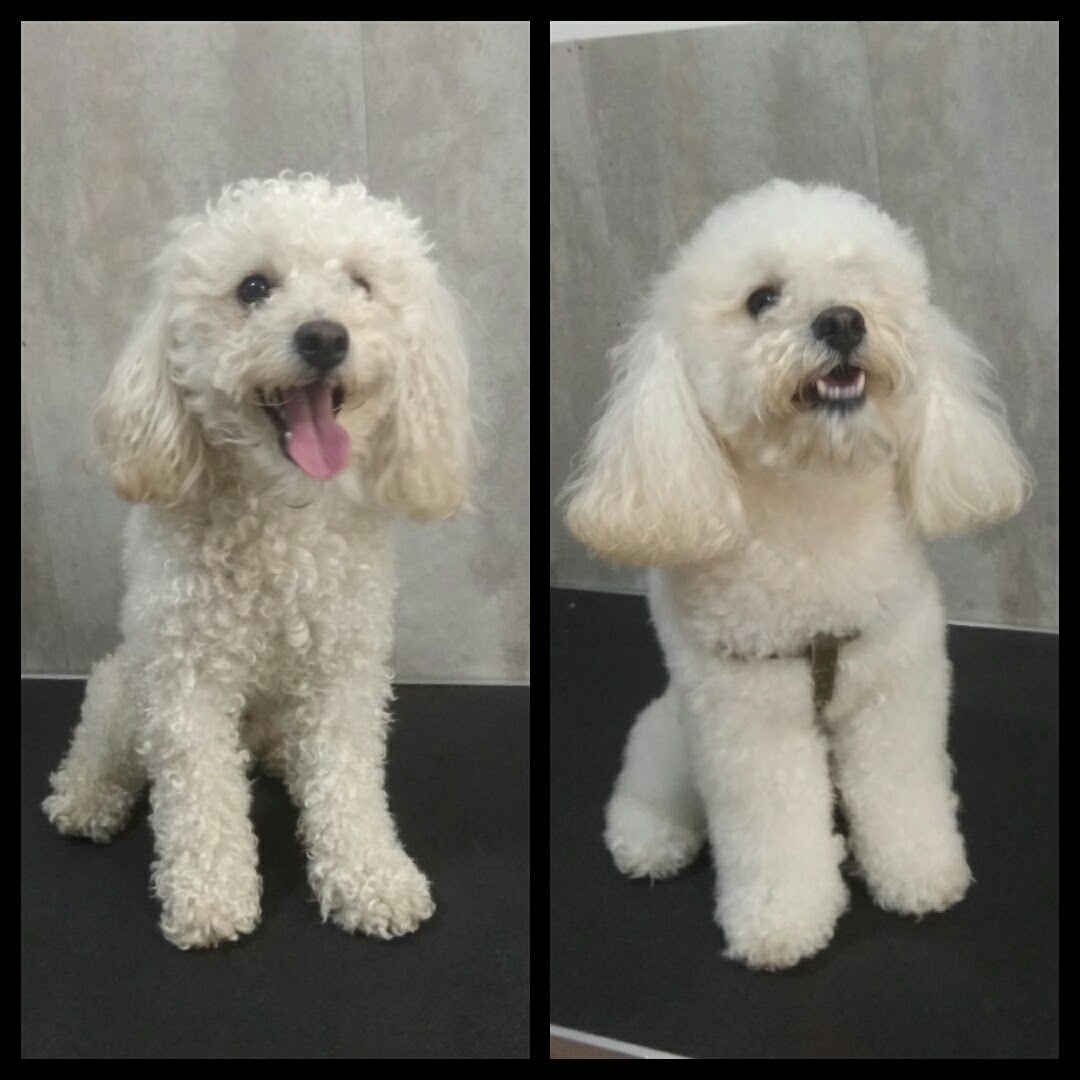 Peluquería Canina Foto 33