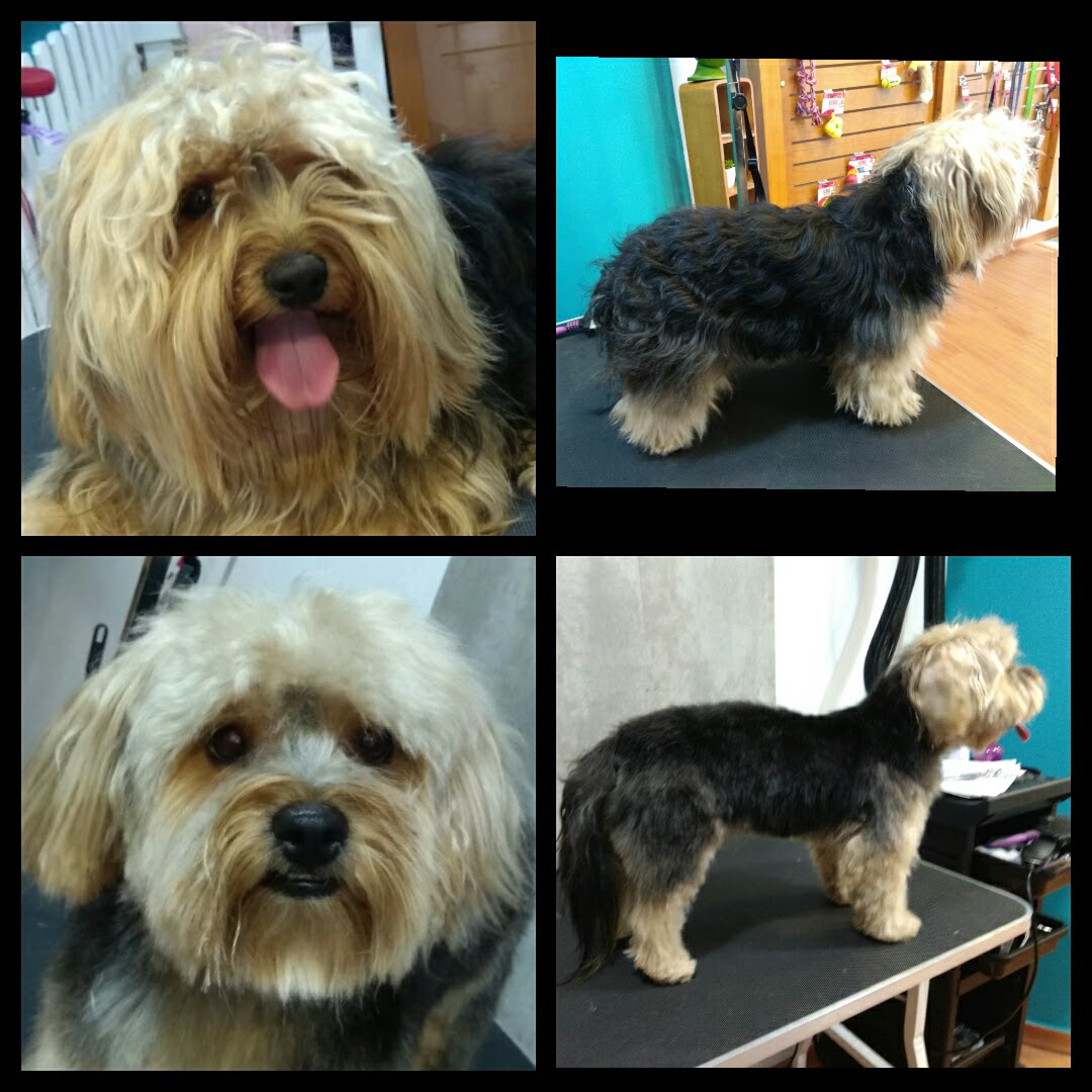 Peluquería Canina Foto 34