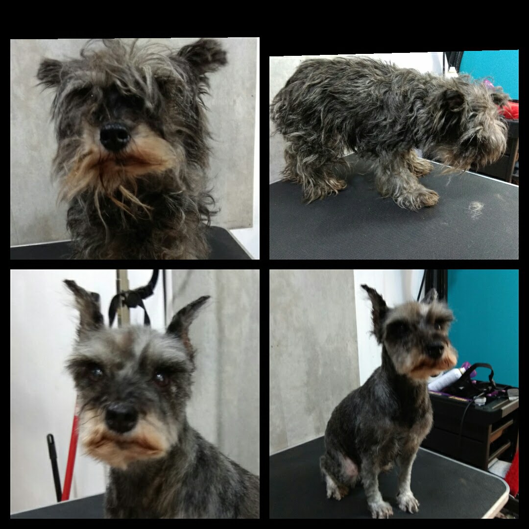 Peluquería Canina Foto 35