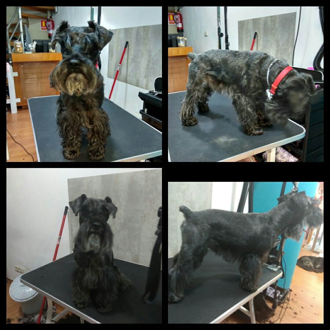 Peluquería Canina Foto 36