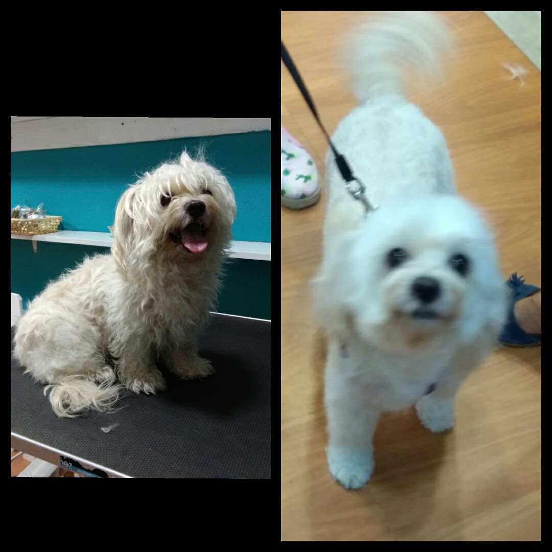 Peluquería Canina Foto 37